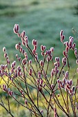 LITTLETHORPE MANOR, YORKSHIRE, FEBRUARY, WINTER GARDEN: PINK FLOWERS, CATKINS OF SALIX GRACILISTYLA MOUNT ASO, WILLOWS, DECIDUOUS, SHRUBS