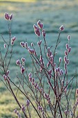 LITTLETHORPE MANOR, YORKSHIRE, FEBRUARY, WINTER GARDEN: PINK FLOWERS, CATKINS OF SALIX GRACILISTYLA MOUNT ASO, WILLOWS, DECIDUOUS, SHRUBS