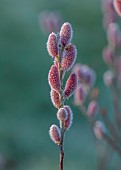 LITTLETHORPE MANOR, YORKSHIRE, FEBRUARY, WINTER GARDEN: PINK FLOWERS, CATKINS OF SALIX GRACILISTYLA MOUNT ASO, WILLOWS, DECIDUOUS, SHRUBS