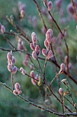 LITTLETHORPE MANOR, YORKSHIRE, FEBRUARY, WINTER GARDEN: PINK FLOWERS, CATKINS OF SALIX GRACILISTYLA MOUNT ASO, WILLOWS, DECIDUOUS, SHRUBS