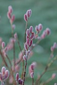 LITTLETHORPE MANOR, YORKSHIRE, FEBRUARY, WINTER GARDEN: PINK FLOWERS, CATKINS OF SALIX GRACILISTYLA MOUNT ASO, WILLOWS, DECIDUOUS, SHRUBS