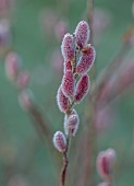 LITTLETHORPE MANOR, YORKSHIRE, FEBRUARY, WINTER GARDEN: PINK FLOWERS, CATKINS OF SALIX GRACILISTYLA MOUNT ASO, WILLOWS, DECIDUOUS, SHRUBS