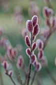 LITTLETHORPE MANOR, YORKSHIRE, FEBRUARY, WINTER GARDEN: PINK FLOWERS, CATKINS OF SALIX GRACILISTYLA MOUNT ASO, WILLOWS, DECIDUOUS, SHRUBS