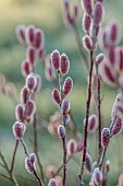 LITTLETHORPE MANOR, YORKSHIRE, FEBRUARY, WINTER GARDEN: PINK FLOWERS, CATKINS OF SALIX GRACILISTYLA MOUNT ASO, WILLOWS, DECIDUOUS, SHRUBS