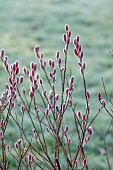 LITTLETHORPE MANOR, YORKSHIRE, FEBRUARY, WINTER GARDEN: PINK FLOWERS, CATKINS OF SALIX GRACILISTYLA MOUNT ASO, WILLOWS, DECIDUOUS, SHRUBS