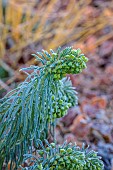 LITTLETHORPE MANOR, YORKSHIRE, FEBRUARY, WINTER GARDEN: GREEN FLOWERS, BLOOMS OF EUPHORBIA CHARACIAS WULFENII, MEDITERRANEAN SPURGE, PERENNIALS
