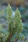 LITTLETHORPE MANOR, YORKSHIRE, FEBRUARY, WINTER GARDEN: FLOWERS OF TREE HEATHER, ERICA ARBOREA ESTRELLA GOLD, SHRUBS