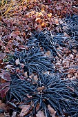 LITTLETHORPE MANOR, YORKSHIRE, FEBRUARY, WINTER GARDEN: GRASSES, ORNAMENTAL, BLACK LEAVES, FOLIAGE OF OPHIOPOGON PLANISCAPUS NIGRESCENS, SNAKESBEARD