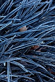 LITTLETHORPE MANOR, YORKSHIRE, FEBRUARY, WINTER GARDEN: GRASSES, ORNAMENTAL, BLACK LEAVES, FOLIAGE OF OPHIOPOGON PLANISCAPUS NIGRESCENS, SNAKESBEARD, FROST, FROSTY