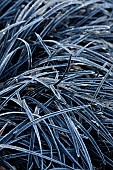 LITTLETHORPE MANOR, YORKSHIRE, FEBRUARY, WINTER GARDEN: GRASSES, ORNAMENTAL, BLACK LEAVES, FOLIAGE OF OPHIOPOGON PLANISCAPUS NIGRESCENS, SNAKESBEARD, FROST, FROSTY