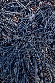 LITTLETHORPE MANOR, YORKSHIRE, FEBRUARY, WINTER GARDEN: GRASSES, ORNAMENTAL, BLACK LEAVES, FOLIAGE OF OPHIOPOGON PLANISCAPUS NIGRESCENS, SNAKESBEARD, FROST, FROSTY