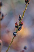 LITTLETHORPE MANOR, YORKSHIRE, FEBRUARY, WINTER GARDEN: BLACK CATKINS OF WILLOW, SALIX GRACILISTYLA MELANOSTACHYS, SHRUBS