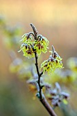 LITTLETHORPE MANOR, YORKSHIRE, FEBRUARY, WINTER GARDEN: YELLOW FLOWERS, BLOOMS OF WITCH HAZEL, HAMAMELIS MOLLIS, SHRUBS