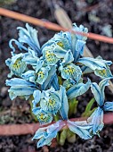 LITTLETHORPE MANOR, YORKSHIRE, FEBRUARY, WINTER GARDEN: YELLOW, BLUE FLOWERS, BLOOMS OF IRIS RETICULATA KATHARINE HODGKIN, BULBS