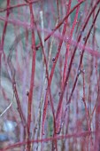 LITTLETHORPE MANOR, YORKSHIRE, FEBRUARY, WINTER GARDEN: RED STEMS, BARK OF RUBUS COCKBURNIANUS, WHITE STEMMED BRAMBLE, SHRUBS