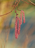 LITTLETHORPE MANOR, YORKSHIRE, FEBRUARY, WINTER GARDEN: RED CATKINS OF HAZEL, CORYLUS MAXIMA PURPUREA, PURPLE LEAVED FILBERT, SHRUBS, TREES