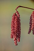 LITTLETHORPE MANOR, YORKSHIRE, FEBRUARY, WINTER GARDEN: RED CATKINS OF HAZEL, CORYLUS MAXIMA PURPUREA, PURPLE LEAVED FILBERT, SHRUBS, TREES