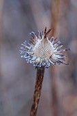 LITTLETHORPE MANOR, YORKSHIRE, FEBRUARY, WINTER GARDEN: FROST, FROSTY,  FROSTED SEED HEADS OF ECHINACEA PURPUREA
