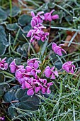 LITTLETHORPE MANOR, YORKSHIRE, FEBRUARY, WINTER GARDEN: PINK FLOWERS, BLOOMS OF CYCLAMEN COUM, FROST, FROSTY