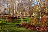 LITTLETHORPE MANOR, YORKSHIRE, FEBRUARY, WINTER GARDEN: BEECH HEDGES, HEDGING, OPHIOPOGON NIGRESCENS, MISCANTHUS SINENSIS MALEPARTUS, EUPHORBIA WULFENII, CORNUS MIDWINTER FIRE
