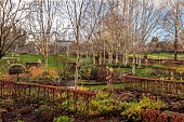 LITTLETHORPE MANOR, YORKSHIRE, FEBRUARY, WINTER GARDEN: BEECH HEDGES, HEDGING, BIRCHES, EUPHORBIA WULFENII, CORNUS MIDWINTER FIRE, MISCANTHUS MALEPARTUS