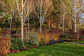 LITTLETHORPE MANOR, YORKSHIRE, FEBRUARY, WINTER GARDEN: BEECH HEDGES, HEDGING, OPHIOPOGON NIGRESCENS, BIRCHES, EUPHORBIA WULFENII, CORNUS MIDWINTER FIRE