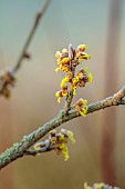 JOHN MASSEY GARDEN, ASHWOOD NURSERIES, WORCESTERSHIRE: YELLOW FLOWERS, BLOOMS OF HAMAMELIS X INTERMEDIA YAMINA, SHRUBS, WITCH HAZELS
