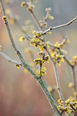 JOHN MASSEY GARDEN, ASHWOOD NURSERIES, WORCESTERSHIRE: YELLOW FLOWERS, BLOOMS OF HAMAMELIS X INTERMEDIA YAMINA, SHRUBS, WITCH HAZELS