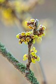 JOHN MASSEY GARDEN, ASHWOOD NURSERIES, WORCESTERSHIRE: YELLOW FLOWERS, BLOOMS OF HAMAMELIS X INTERMEDIA YAMINA, SHRUBS, WITCH HAZELS