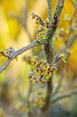 JOHN MASSEY GARDEN, ASHWOOD NURSERIES, WORCESTERSHIRE: YELLOW FLOWERS, BLOOMS OF HAMAMELIS X INTERMEDIA YAMINA, SHRUBS, WITCH HAZELS