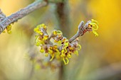 JOHN MASSEY GARDEN, ASHWOOD NURSERIES, WORCESTERSHIRE: YELLOW FLOWERS, BLOOMS OF HAMAMELIS X INTERMEDIA YAMINA, SHRUBS, WITCH HAZELS