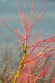 JOHN MASSEY GARDEN, ASHWOOD NURSERIES, WORCESTERSHIRE: RED STEMS OF MAPLE, ACER PALMATUM SENKAKI, SHRUBS