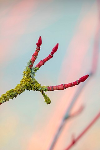 JOHN_MASSEY_GARDEN_ASHWOOD_NURSERIES_WORCESTERSHIRE_RED_STEMS_OF_MAPLES_ACER_CONSPICUUM_PHOENIX_TREE