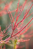 JOHN MASSEY GARDEN, ASHWOOD NURSERIES, WORCESTERSHIRE: RED STEMS OF MAPLE, ACER PALMATUM SENKAKI, SHRUBS