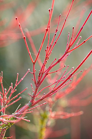 JOHN_MASSEY_GARDEN_ASHWOOD_NURSERIES_WORCESTERSHIRE_RED_STEMS_OF_MAPLE_ACER_PALMATUM_SENKAKI_SHRUBS