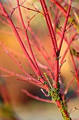 JOHN MASSEY GARDEN, ASHWOOD NURSERIES, WORCESTERSHIRE: RED STEMS OF MAPLE, ACER PALMATUM SENKAKI, SHRUBS
