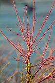 JOHN MASSEY GARDEN, ASHWOOD NURSERIES, WORCESTERSHIRE: RED STEMS OF MAPLE, ACER PALMATUM SENKAKI, SHRUBS