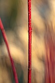JOHN MASSEY GARDEN, ASHWOOD NURSERIES, WORCESTERSHIRE: RED STEMS OF CORNUS ALBA BATON ROUGEI, SHRUBS