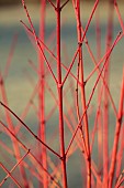 JOHN MASSEY GARDEN, ASHWOOD NURSERIES, WORCESTERSHIRE: ORANGE STEMS OF CORNUS STOLONIFERA ANNYS WINTER ORANGE, SHRUBS