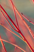 JOHN MASSEY GARDEN, ASHWOOD NURSERIES, WORCESTERSHIRE: ORANGE STEMS OF CORNUS STOLONIFERA ANNYS WINTER ORANGE, SHRUBS