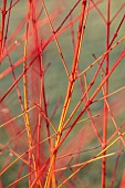 JOHN MASSEY GARDEN, ASHWOOD NURSERIES, WORCESTERSHIRE: ORANGE STEMS OF CORNUS STOLONIFERA ANNYS WINTER ORANGE, SHRUBS