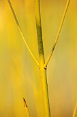JOHN MASSEY GARDEN, ASHWOOD NURSERIES, WORCESTERSHIRE: GREEN, YELLOW STEMS OF CORNUS SERICEA FLAVIRAMEA, SHRUBS