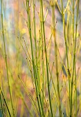 JOHN MASSEY GARDEN, ASHWOOD NURSERIES, WORCESTERSHIRE: GREEN, YELLOW STEMS OF CORNUS SERICEA FLAVIRAMEA, SHRUBS