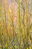 JOHN MASSEY GARDEN, ASHWOOD NURSERIES, WORCESTERSHIRE: GREEN, YELLOW STEMS OF CORNUS SERICEA FLAVIRAMEA, SHRUBS