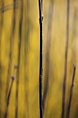 JOHN MASSEY GARDEN, ASHWOOD NURSERIES, WORCESTERSHIRE: BLACK STEMS OF CORNUS ALBA KESSELRINGII, SHRUBS