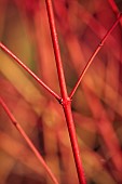 JOHN MASSEY GARDEN, ASHWOOD NURSERIES, WORCESTERSHIRE: ORANGE STEMS OF CORNUS STOLONIFERA ANNYS WINTER ORANGE, SHRUBS