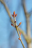 JOHN MASSEY GARDEN, ASHWOOD NURSERIES, WORCESTERSHIRE: GREAY, SILVER BARK, STEMS, TRUNK OF MAPLE, ACER TEGMENTOSUM VALLEY PHANTOM, TREES