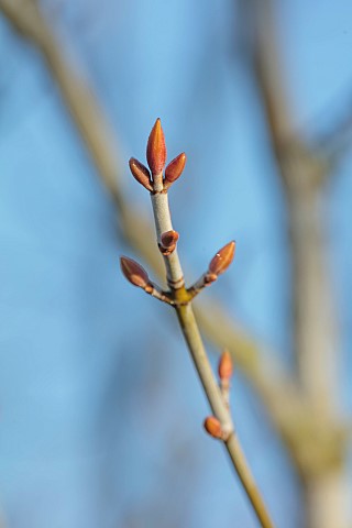 JOHN_MASSEY_GARDEN_ASHWOOD_NURSERIES_WORCESTERSHIRE_GREAY_SILVER_BARK_STEMS_TRUNK_OF_MAPLE_ACER_TEGM