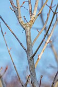 JOHN MASSEY GARDEN, ASHWOOD NURSERIES, WORCESTERSHIRE: GREAY, SILVER BARK, STEMS, TRUNK OF MAPLE, ACER TEGMENTOSUM VALLEY PHANTOM, TREES