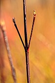 JOHN MASSEY GARDEN, ASHWOOD NURSERIES, WORCESTERSHIRE: BLACK STEMS OF CORNUS ALBA KESSELRINGII, SHRUBS